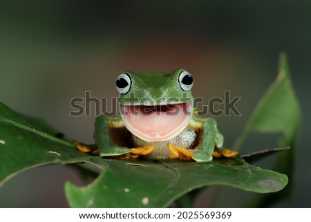 Javan tree frog front view on green leaves, Flying frog look like laughing, flying frog shedding skin on green leaves, flying frog open mouth on green leaves