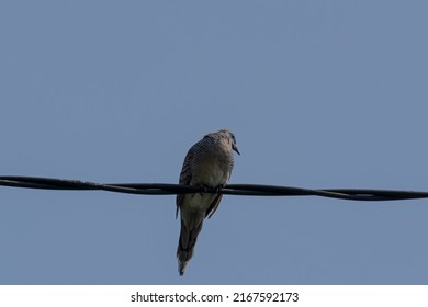 The Javan turtledove is a species of bird in the Columbidae tribe, of the Geopelia genus. This bird is a type of bird that eats seeds only, but this bird is possible to eats insects in natural habitat