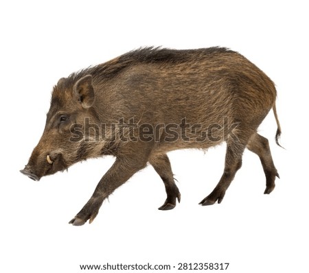 Javan Warty Pig Single Javan Warty Pig Walking Isolated On White Background