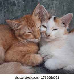Javanese cat. Central Java. Indonesia. 