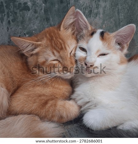 Javanese cat. Central Java. Indonesia. 
