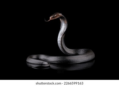 Serpiente cobra javanesa aislada en el fondo negro, hábitat de serpientes en Java Indonesia, Naja sputatrix