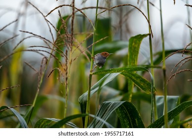 Javanese Perenjak Or Also Known As Ciblek Is A Kind Of Warbler From The Cisticolidae Tribe.

