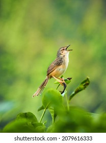 Javanese Perenjak Or Also Known As Ciblek Is A Type Of Chirping Bird From The Cisticolidae Tribe