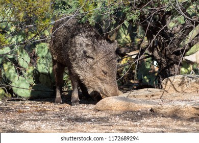 Javelina, Aka Skunk Pig, A Collared Peccary, Standing In Front Of Prickly Pear Cactus And Cats Claw Acacia. Natural Desert Environment With Sand, Rocks And Cacti.