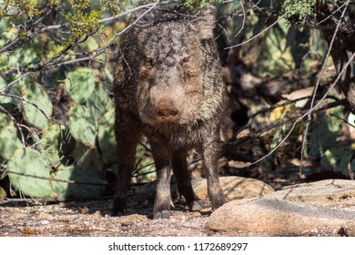 Javelina, Aka Skunk Pig, A Collared Peccary, Standing In Front Of Prickly Pear Cactus And Cats Claw Acacia. Natural Desert Environment With Sand, Rocks And Cacti.