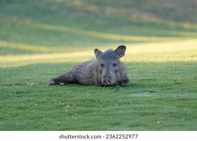 Javelina in the grass chilling