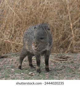 Javelina (juvenile) (collared peccary) with it's mouth open