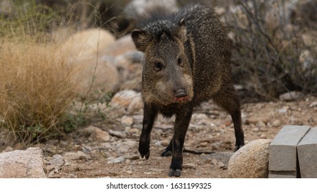 Closeup Wild Boar Sus Scrofa Walking Stock Photo 1374154874 | Shutterstock