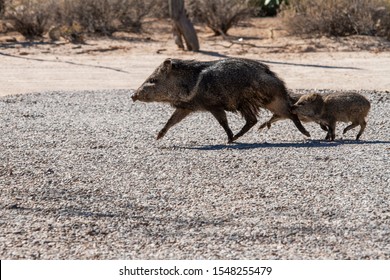 61 Two javelinas Images, Stock Photos & Vectors | Shutterstock