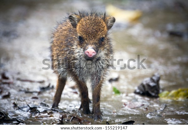 javelina peccary baby rainforest animal collared\
baby peccary javelina peccary baby rainforest animal collared\
wildlife brown grass ecuador nose jungle forest america detail\
walking south pig\
leather