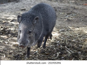 Javelina Peccary Family - Image Shot In Bayou Wildlife Park