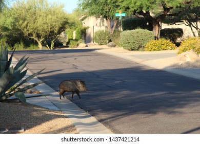 Javelina In A Scottsdale Arizona Road