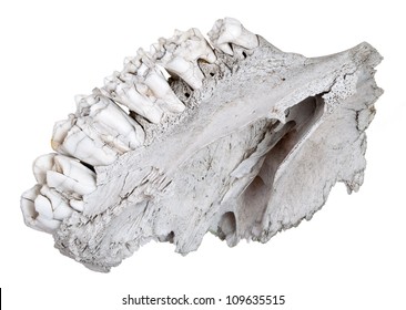 11,326 Herbivore Teeth Images, Stock Photos & Vectors | Shutterstock