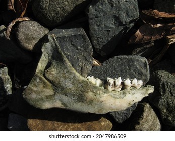 Jaw Bone Of An Animal, Found In A Forest