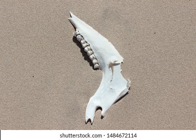 Jaw Bone Of A Gemsbok In The Sperrgebiet Of Namibia.