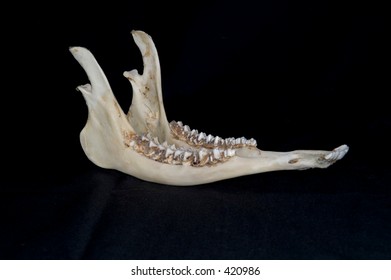 486 Deer jaw bone Images, Stock Photos & Vectors | Shutterstock