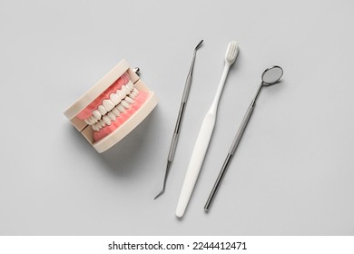 Jaw model, dental tools and toothbrush on grey background