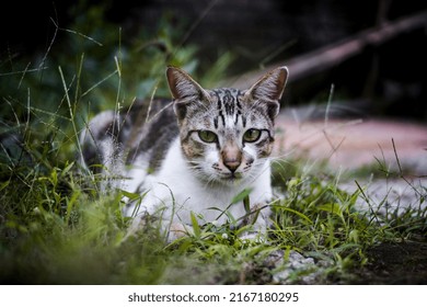 Jawa Timur, Indonesia - July 5 2021: A Cat Is Lying Face Down In A Bush And Looking Forward, Taken From A Low Angle.