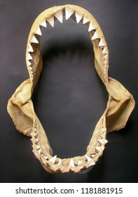 Jaws Of Great White Shark, Carcharodon Carcharias