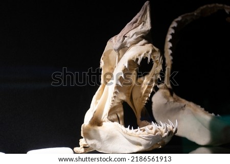 jaws of a shark fish skeleton on black background.