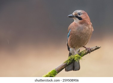 Jay Bird Stock Photo 259508906 | Shutterstock