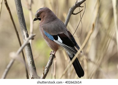 Jay Bird Close Up Macro