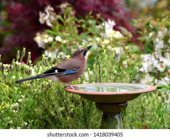 Jay Bird In Garden With Bird Bath