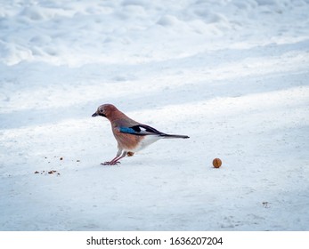 Jay Bird Landing In The Snow