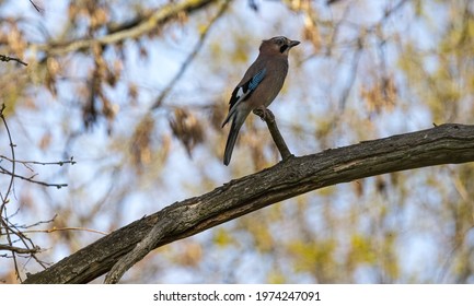 Jay Bird In Tree In Germany