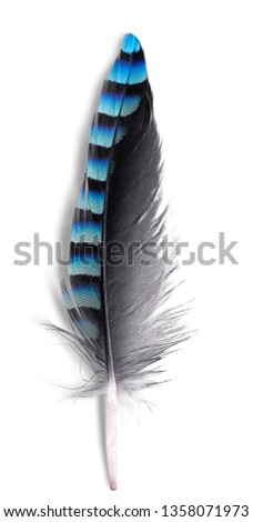 Jay feather and white background