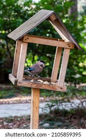 Jay (Garrulus glandarius) in the nature. A bird with blue wings eats food in a wooden house. concept - Helping animals