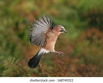 Jay, Garrulus Glandarius, Single Bird In Flight, West Midlands, UK      