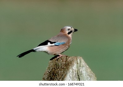 Jay, Garrulus Glandarius, Single Bird On Post, West Midlands, UK      