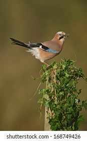 Jay, Garrulus Glandarius, Single Bird On Branch, West Midlands, UK      