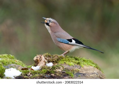 Jay, Garrulus glandarius.Single bird on log, Warwickshire, November 20211