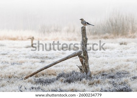 A jay on a broken peg on a frosty spring morning