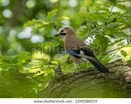 Jay Perched on an Oak Tree Branch