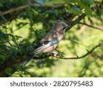 A Jay in a Tree. Arnside Knott.