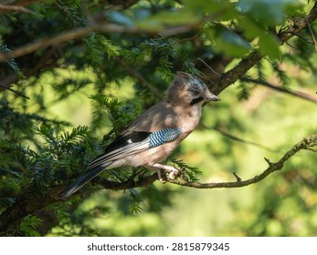 A Jay in a Tree. Arnside Knott.