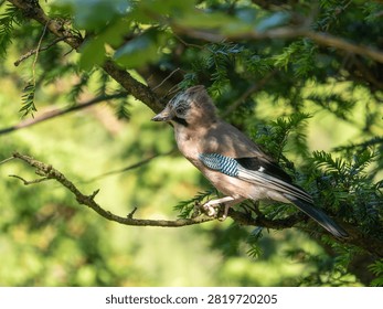 A Jay in a Tree. Arnside Knott.