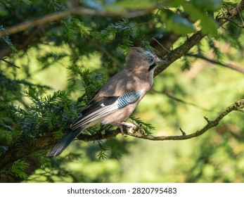 A Jay in a Tree. Arnside Knott.