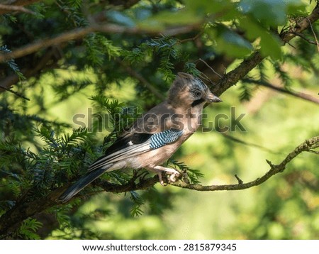 A Jay in a Tree. Arnside Knott.