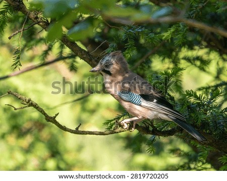 A Jay in a Tree. Arnside Knott.