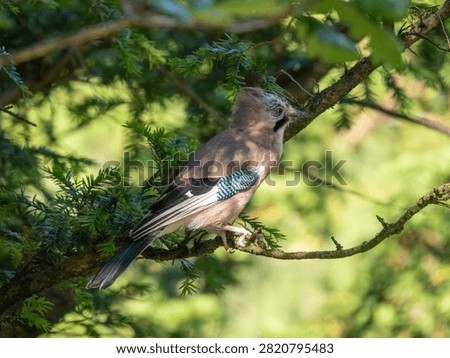 A Jay in a Tree. Arnside Knott.