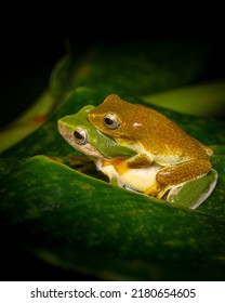 Jayrams Bush Frog Mating From Munnar Kerala India