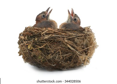 jay's nest with baby birds isolated on a white background