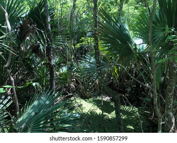 Jean Lafitte National Park New Orleans Swamp