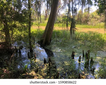 Jean Lafitte National Park New Orleans Swamp