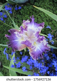 Jean Purple Iris ~ Dreaming Of Irises, Or Simply Admiring Them For Their Deeper Meaning 